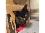 Hicccup, Domestic Shorthair For Adoption In Castlegar, British Columbia