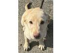 Sniffer Dog Kiara, Labrador Retriever For Adoption In Mishawaka, Indiana