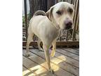 Blonde Bomb Brad, Labrador Retriever For Adoption In Mishawaka, Indiana