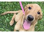 Sniffer Dog Kayla, Labrador Retriever For Adoption In Mishawaka, Indiana