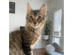 Toad, Domestic Mediumhair For Adoption In Kingston, Ontario