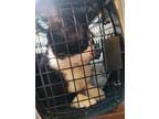 Spikey, Domestic Shorthair For Adoption In Simcoe, Ontario