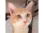 Laddie, Domestic Shorthair For Adoption In Oakland, California