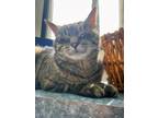 Milo, Domestic Shorthair For Adoption In Queenstown, Maryland