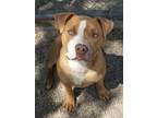 Pudding, American Pit Bull Terrier For Adoption In Salt Lake City, Utah