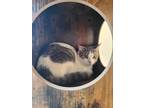 Goose, Domestic Shorthair For Adoption In Augusta, Maine