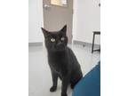 Bear, Domestic Shorthair For Adoption In Augusta, Maine