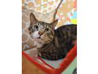 Cole, Domestic Shorthair For Adoption In Augusta, Maine