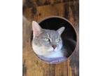 D.o.g, Domestic Shorthair For Adoption In Augusta, Maine