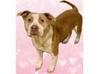 55771530, American Pit Bull Terrier For Adoption In Shreveport, Louisiana