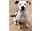Lady, American Pit Bull Terrier For Adoption In Shreveport, Louisiana