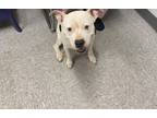 Sasha, Terrier (unknown Type, Small) For Adoption In Shreveport, Louisiana