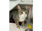 Frisky, Domestic Shorthair For Adoption In Baltimore, Maryland