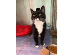 Maddie, Domestic Shorthair For Adoption In Baltimore, Maryland