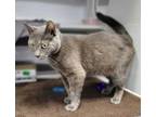 Stardew (marcus), Domestic Shorthair For Adoption In Baltimore, Maryland