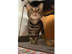 Gizmo, Domestic Shorthair For Adoption In Baltimore, Maryland