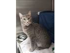 Mateo, Domestic Shorthair For Adoption In Baltimore, Maryland