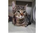 Luca, Domestic Shorthair For Adoption In Baltimore, Maryland