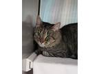 Tommy, Domestic Shorthair For Adoption In Baltimore, Maryland