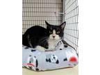 Vincent, Domestic Shorthair For Adoption In Kalamazoo, Michigan