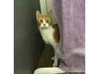 Nala, Domestic Shorthair For Adoption In West Vancouver, British Columbia