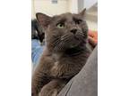 Gracey, Domestic Shorthair For Adoption In Richmond, British Columbia
