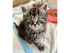 Henry Domestic Longhair Kitten Male