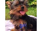 Yorkshire Terrier Puppy for sale in Grandview, TX, USA