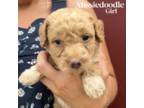 Aussiedoodle Puppy for sale in Durant, OK, USA