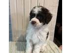 Poodle (Toy) Puppy for sale in Calico Rock, AR, USA