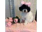 Poodle (Toy) Puppy for sale in Calico Rock, AR, USA
