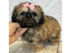 Shih Tzu Puppy for sale in Big Cove Tannery, PA, USA