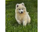 Samoyed Puppy for sale in Georgetown, OH, USA