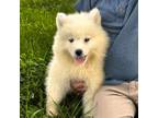 Samoyed Puppy for sale in Georgetown, OH, USA
