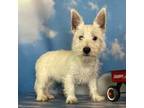 West Highland White Terrier Puppy for sale in Canton, OH, USA