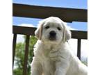 Golden Retriever Puppy for sale in Spencerville, IN, USA