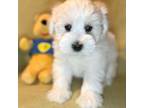 Schnauzer (Miniature) Puppy for sale in Placerville, CA, USA