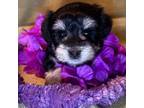 Schnauzer (Miniature) Puppy for sale in Placerville, CA, USA
