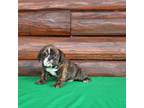 Bulldog Puppy for sale in Sugarcreek, OH, USA