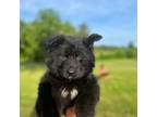 German Shepherd Dog Puppy for sale in Rapidan, VA, USA