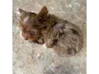 Yorkshire Terrier Puppy for sale in Marion, TX, USA