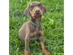 Doberman Pinscher Puppy for sale in Mount Sterling, KY, USA