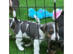 Parson Russell Terrier Puppy for sale in Concord, NC, USA