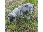 Great Dane Puppy for sale in Shelby, NC, USA