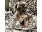 French Bulldog Puppy for sale in Meadville, PA, USA