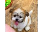 Zuchon Puppy for sale in Youngstown, OH, USA