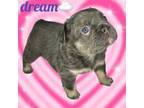 DreamFluffy Frenchie