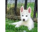 Siberian Husky Puppy for sale in Mechanicsville, VA, USA