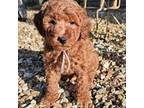 Mutt Puppy for sale in Rolla, MO, USA