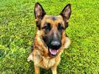 Adopt LUNA a German Shepherd Dog